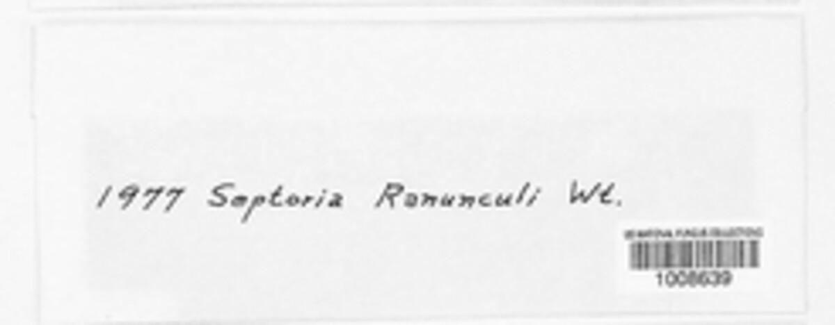 Septoria ranunculi image